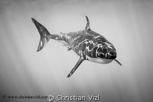 "Great Solitary" by Christian Vizl 